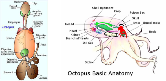 Octopus (Octopus vulgaris) - Digestive System Phyla