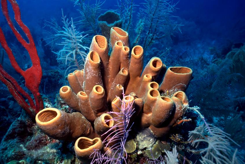 how many millimetre can sea sponges move